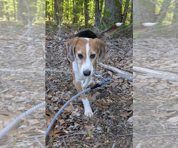 Medium Photo #7 Beagle Puppy For Sale in Rustburg, VA, USA