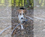 Small #6 Beagle