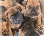 Small Photo #4 Cane Corso-Dogue de Bordeaux Mix Puppy For Sale in GIG HARBOR, WA, USA