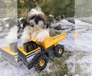 Shih Tzu Puppy for sale in MIDDLEBURY, IN, USA