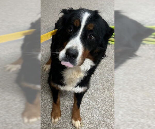 Medium Photo #2 Bernese Mountain Dog Puppy For Sale in Fort Wayne, IN, USA
