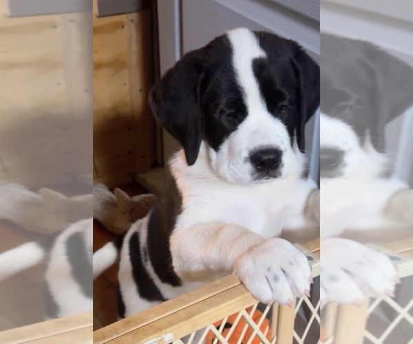 Medium Photo #8 Cane Corso-Saint Bernard Mix Puppy For Sale in WORCESTER, MA, USA