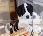 Small #7 Cane Corso-Saint Bernard Mix