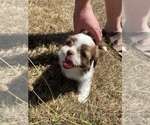 Small Photo #30 Shih Tzu Puppy For Sale in VENETA, OR, USA