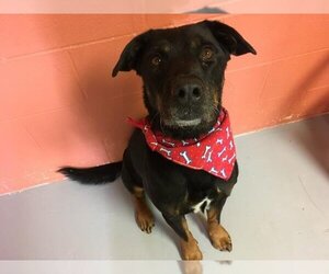 Rottweiler-Unknown Mix Dogs for adoption in Lawrence, KS, USA