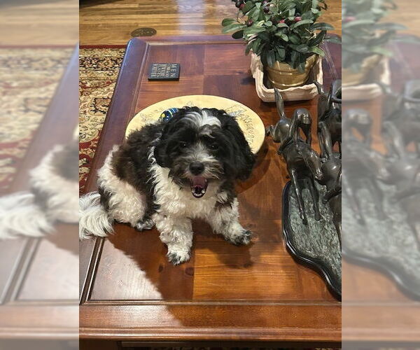 Medium Photo #3 Shih Tzu-Unknown Mix Puppy For Sale in Oak Bluffs, MA, USA