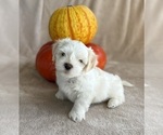 Puppy Togo Lhasa Apso