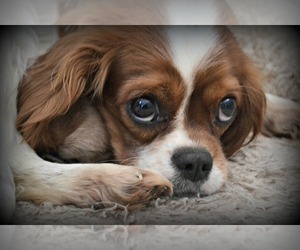 Mother of the Cavapoo (Miniature) puppies born on 03/22/2026