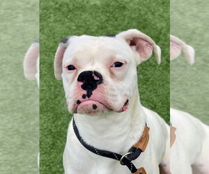 Boxer Dogs for adoption in Austin, TX, USA