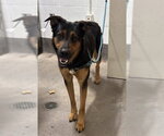 Small German Shepherd Dog