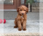 Small #5 Goldendoodle