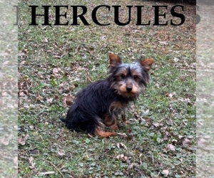 YorkiePoo Puppy for sale in HARTLAND, MN, USA