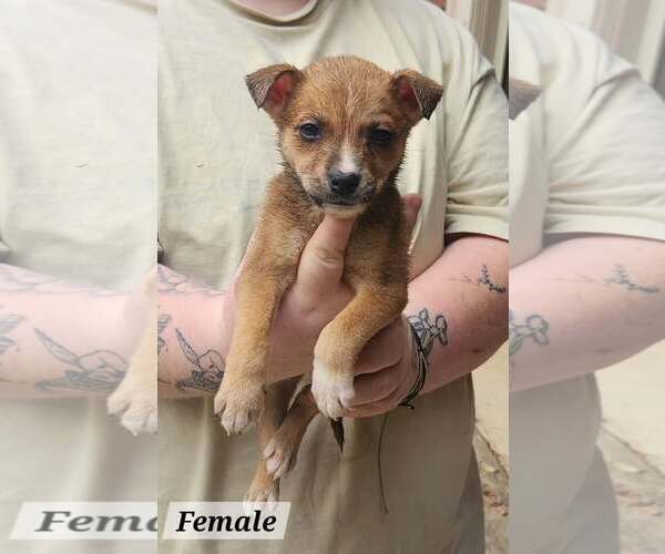 Medium Photo #3 Mutt Puppy For Sale in Royal Palm Beach, FL, USA