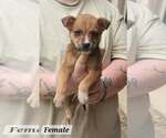Small Photo #3 Mutt Puppy For Sale in Royal Palm Beach, FL, USA