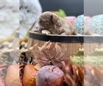 Small #4 Golden Cavadoodle
