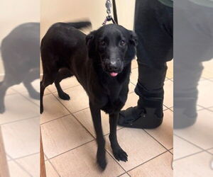 Labrador Retriever-Unknown Mix Dogs for adoption in Virginia Beach, VA, USA