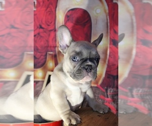 French Bulldog Puppy for sale in KANSAS CITY, MO, USA
