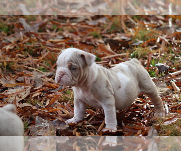 Medium Photo #3 Olde English Bulldogge Puppy For Sale in LANCASTER, SC, USA