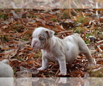 Small Photo #3 Olde English Bulldogge Puppy For Sale in LANCASTER, SC, USA