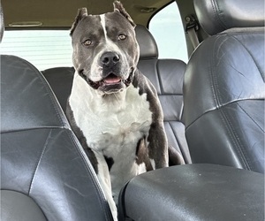 Mother of the American Bully puppies born on 04/28/2025