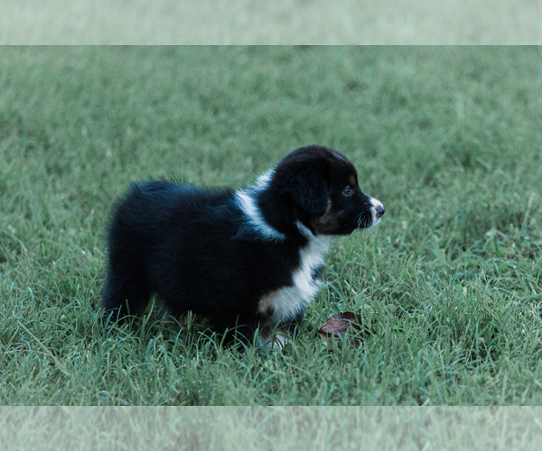 Medium Photo #23 Australian Shepherd Puppy For Sale in ARODA, VA, USA