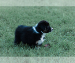 Small Photo #23 Australian Shepherd Puppy For Sale in ARODA, VA, USA