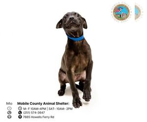 American Pit Bull Terrier Dogs for adoption in Mobile, AL, USA