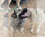 Small #1 Anatolian Shepherd