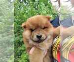 Puppy Nugget Chow Chow