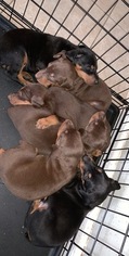 Doberman Pinscher Puppy for sale in FAYETTEVILLE, NC, USA