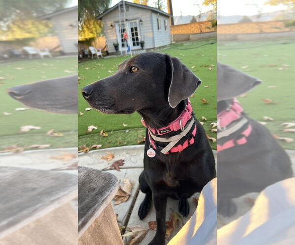 Medium Photo #2 Labrador Retriever-Unknown Mix Puppy For Sale in Dana Point, CA, USA