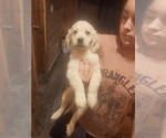 Puppy Puppy 3 Golden Retriever
