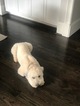 Small Photo #18 Soft Coated Wheaten Terrier Puppy For Sale in THOMASVILLE, NC, USA