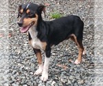 Small #2 Chihuahua Mix
