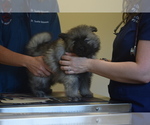 Small Photo #22 Keeshond Puppy For Sale in FAYETTEVILLE, TN, USA
