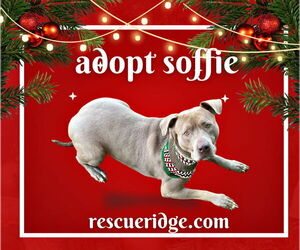 Sophie - Female American Staffordshire Terrier-Unknown Mix Dog for Adoption - Photo #7