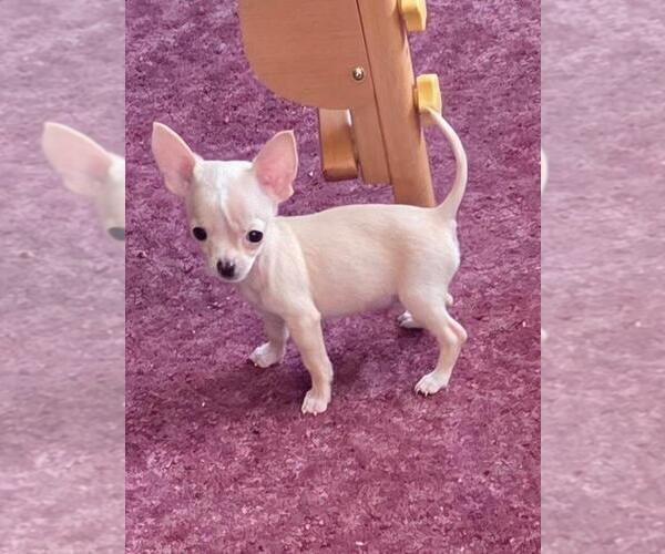 Medium Photo #4 Chihuahua Puppy For Sale in LONG BEACH, CA, USA