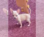 Small #3 Chihuahua