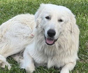Mother of the Great Pyrenees puppies born on 03/11/2025
