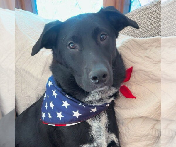 Medium Photo #4 Labrador Retriever-Unknown Mix Puppy For Sale in Minneapolis, MN, USA