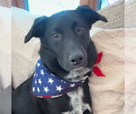 Small #3 Labrador Retriever Mix