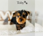 Small Photo #17 Yorkshire Terrier Puppy For Sale in MURFREESBORO, TN, USA