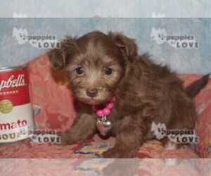 Maltipoo-Poodle (Toy) Mix Puppy for sale in SANGER, TX, USA