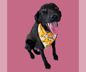 German Shepherd Dog Dogs for adoption in Bakersfield, CA, USA