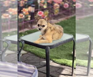 Gavin Ragnaruff - Male Mutt Dog for Adoption - Photo #3