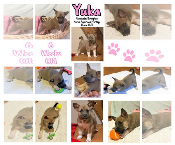 Medium Photo #4 Mutt Puppy For Sale in Westwood, NJ, USA