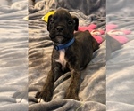 Small #2 Boxer