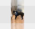 Small #1 Boxer