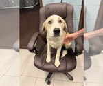 Small Anatolian Shepherd Mix