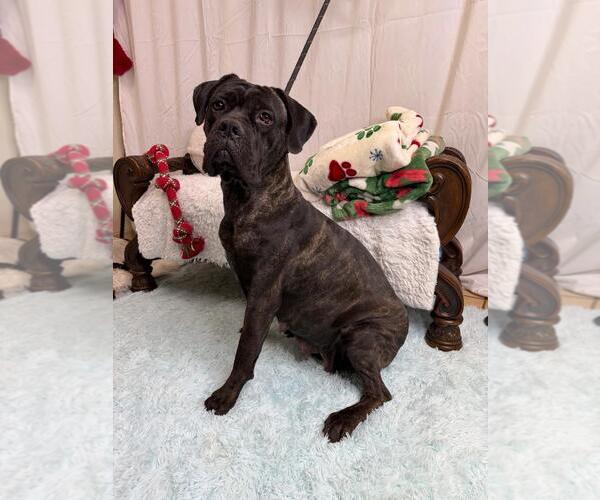 Medium Photo #1 Mutt Puppy For Sale in Goodyear, AZ, USA